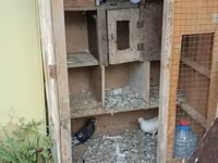 Birde problemi qapısın srublamalisiz Taxta göyərçin yuvası/qəfəs — foto 3