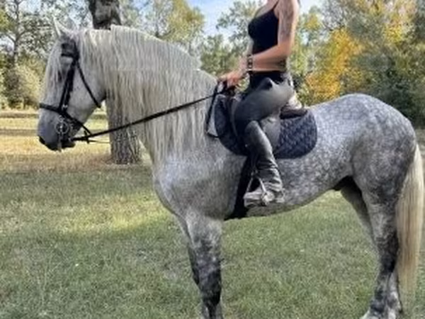 Kuda jantan, Andalusian horse
