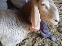 Brebis, Moutons — photo 3