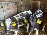 Lembu jantan, Belgian Blue — foto 1