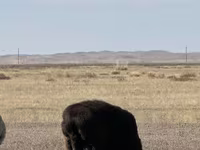 قوچ, Edilbay sheep — عکس 1