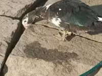 Šedá a šedě strakatá dánská husa — foto 1