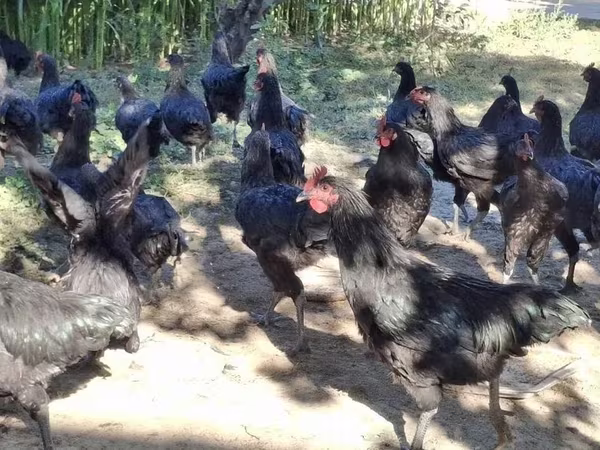 Chickens