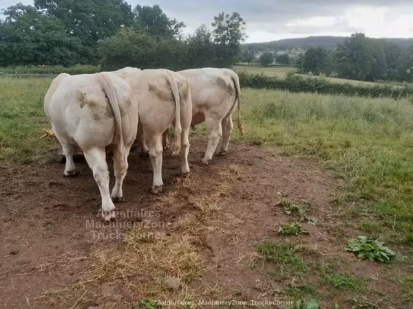 Charolais cattle