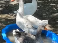 Geese — լուսանկար 2