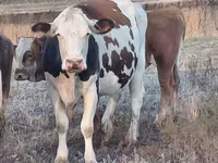 Krava, Simmental cattle — fotografija 2
