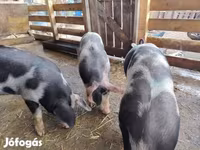Säue, Schweine — Foto 6