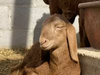 Beran, Arashan sheep — foto 3