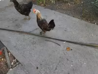 Chickens — फ़ोटो 4