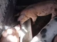 Babi betina, Дюрок — foto 4