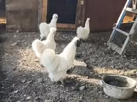 सिल्की — फ़ोटो 3