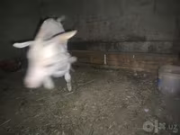 بز ماده, بز — عکس 3