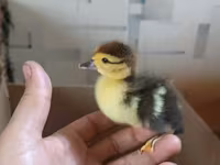 Ducks — รูปภาพ 6