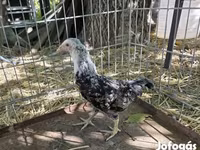 Araucana — Foto 1