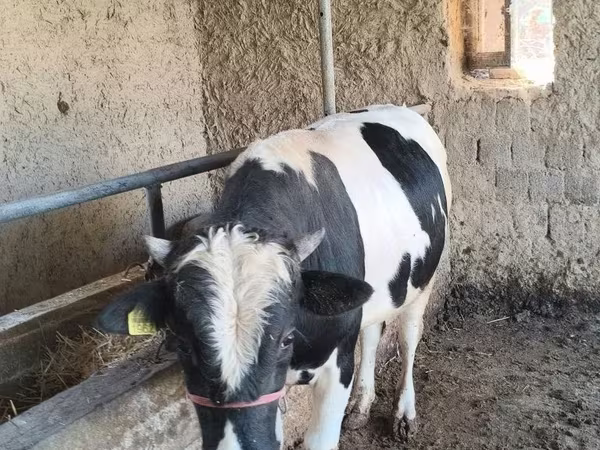 Lembu jantan, Russian Black pied cattle