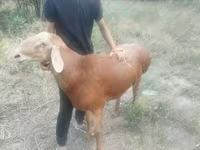 میش, Edilbay sheep — عکس 2