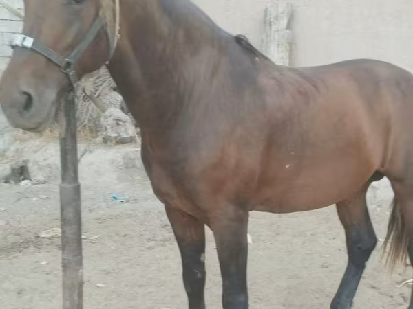 Kůň, Kyrgyz Horse