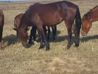 ม้าตัวเมีย, Horse breed — รูปภาพ 4