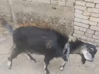 بز نر, بز — عکس 1