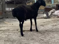 ვერძი, Hissar sheep — ფოტო 3