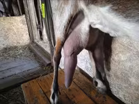 Koza, Beetal goats — zdjęcie 5