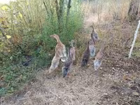 Indický Runner — foto 6