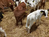 የከብት እንስሳት (ቡድን፣ ጾታ አልተጠቀሰም), Cattle — ፎቶ 1