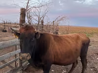 گاو ماده, Latvian Blue cattle — عکس 1