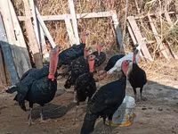 Turkeys — عکس 4