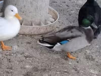 Ducks — foto 2