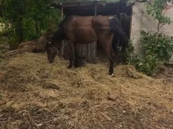 Mare, Horses — Hungary