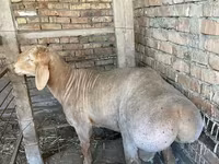 Kambing jantan, Rhon sheep — foto 2