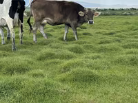 雌牛, Swiss cattle — 写真 8