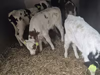 Bik, Simmental cattle — fotografija 1