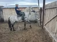 Cheval, Arabian horse — photo 1
