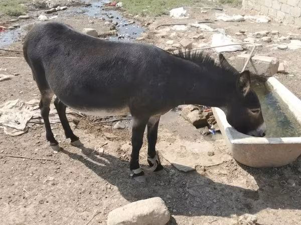 اسب (گروه، جنسیت مشخص نشده), اسب