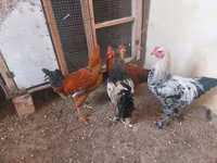 Chickens — عکس 3