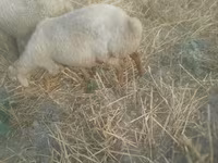 Domba betina, Sheep — foto 2