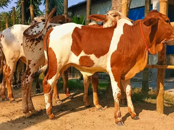 Lembu jantan, Buffalo