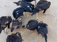 Chickens — Foto 8