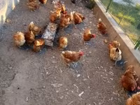 Chickens — акс 1