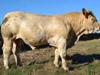 Tyre, Charolais cattle — foto 6