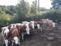 Tyre, Simmental cattle — foto 5