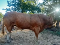 Buğa, Limuzin inəyi — foto 2
