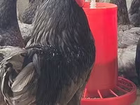 አድለር ሲልቨር — ፎቶ 4