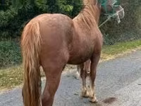 Kuda jantan, Andalusian horse — foto 1