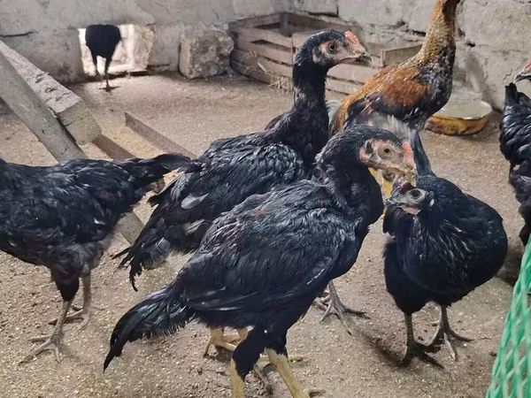Chickens