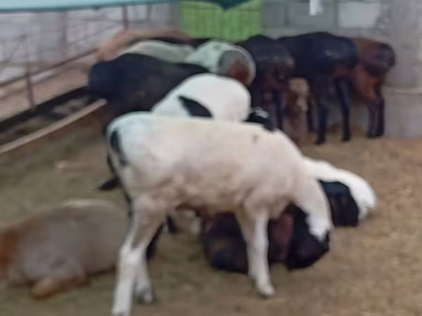 Widder, Hissar sheep — Usbekistan