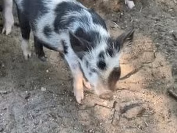 แม่สุกร, หมู