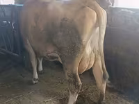 گائے, Swiss cattle — تصویر 4